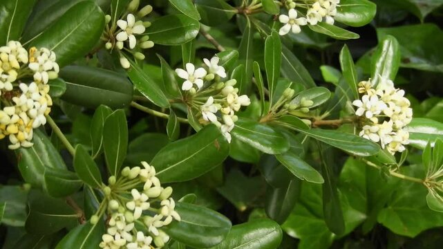 Footage of Pittosporum tobira branches also known as Japanese pittosporum, Australian laurel, mock orange or Japanese cheesewood with clusters of fragrant white flowers gently swaying in the wind. The