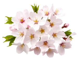 A beautiful cluster of delicate pink cherry blossoms with fresh green leaves heralds the arrival of spring.