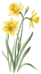 Watercolor Yellow Daffodils with Fresh Green Stems Clipart White Background