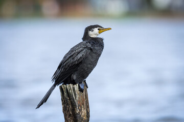 Black Shag or cormorant on perch overlooking lake