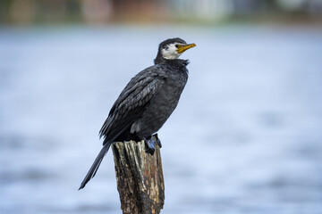 Black Shag or cormorant on perch overlooking lake