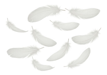 Soft white feathers floating and isolated on transparent background, creating a gentle and airy atmosphere