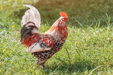 Colorful rooster with striking orange, white, and black plumage standing proudly on a lush green meadow under the warm summer sun
