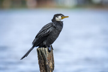 Black Shag or cormorant on perch overlooking lake