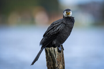 Black Shag or cormorant on perch overlooking lake