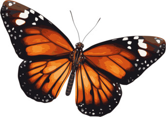 Butterfly vector illustration