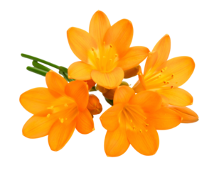 Stunning orange blooms with vibrant petals and green foliage create a captivating display of floral elegance.