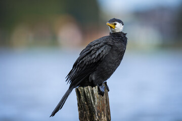 Black Shag or cormorant on perch overlooking lake