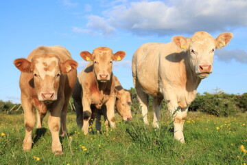 Cattle: Charolais breed bullocks in field on farmland in rural Ireland in summertime