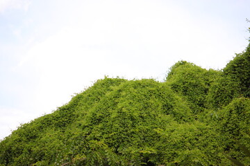 The trees covered with vines look like small mountains.