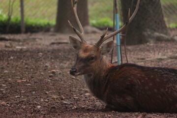 The fawn sits on the ground, reddish brown with white spots, looking calmly at the camera in natural light, looking cute and gentle.