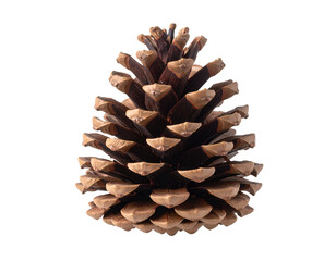 An upright pine cone reveals its textured scales and warm natural colors in stunning close-up detail.