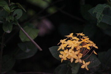 Small clusters of yellow daffodils bloom amidst dark green leaves in soft natural light, creating a simple yet naturally beautiful atmosphere.