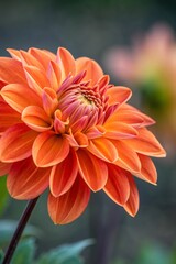 Orange Dahlia flower.
