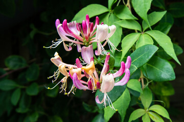 Close-up of a pink and yellow honeysuckle flower in bloom, surrounded by lush green foliage, captured in natural daylight with fine detail