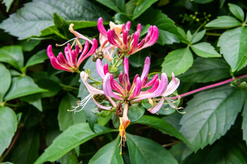 Close-up of a pink and yellow honeysuckle flower in bloom, surrounded by lush green foliage, captured in natural daylight with fine detail