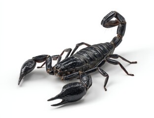 Close-up of a lifelike realistic black plastic scorpion figurine with detailed textured body and curved tail on plain white background