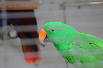 A bright green parrot with an orange beak sits on a branch inside an iron cage.