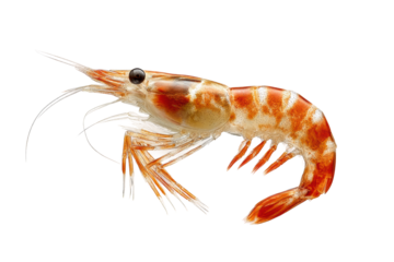 PNG Detailed close-up of vibrantly colored shrimp on black background