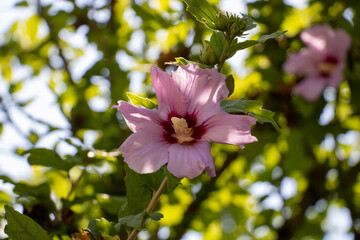 pink Syrian Hibiscus in the tree photo