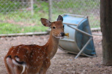 The deer is slaughtering its food.