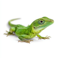 Obraz premium Close-up of a vibrant green iguana lizard with textured skin and claws on a white background, showcasing its detailed features and natural coloration