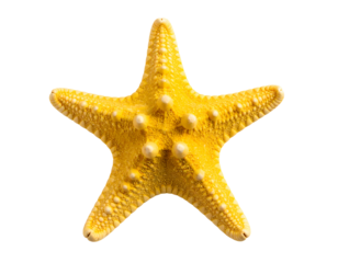A striking yellow starfish showcases its unique texture and vibrant color, embodying the beauty of ocean life.