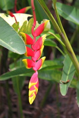 Unusually shaped red and yellow heliconia flowers hang amid green leaves in a tropical garden.