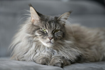 Riga, Latvia 05-09-2024 A serene Maine Coon gazes with a touch of melancholy, its soft fur and...