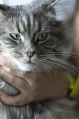 Riga, Latvia 05-09-2024 A gray tabby cat gazes calmly into a human hand, embodying the bond between...