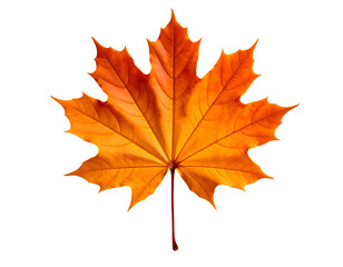 Obraz premium Radiant orange maple leaf perfectly captures the breathtaking beauty and warmth of autumn.