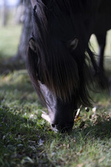Riga, Latvia 05-09-2024 A serene moment captured as a majestic black horse grazes peacefully in a...