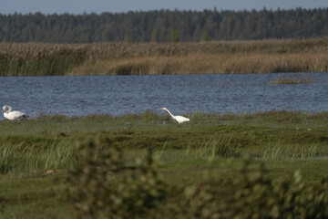 Riga, Latvia 05-09-2024 A pair of white birds graze peacefully on a lush marshland, with the serene...