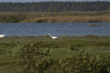 Riga, Latvia 05-09-2024 A Pair of Egrets Enjoying a Peaceful Moment in a Murky Lake