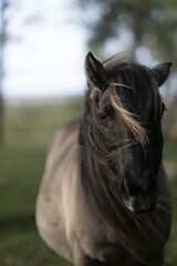 Riga, Latvia 05-09-2024 A close-up of a horse with a distinctive black mane and tail standing in a...