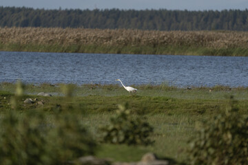 Riga, Latvia 05-09-2024 A lone egret stands by the tranquil waters of a serene marshland, its white...
