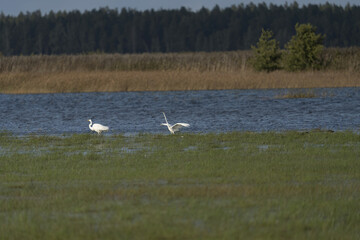 Riga, Latvia 05-09-2024 A serene moment captured as two white egrets stroll along a tranquil...