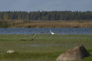 Riga, Latvia 05-09-2024 A solitary white egret stands poised in a serene wetland, its gaze...