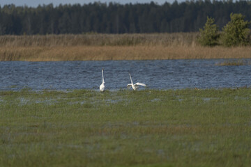 Riga, Latvia 05-09-2024 A Pair of Swans in Harmony with Nature