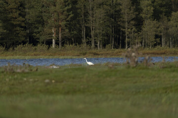 Riga, Latvia 05-09-2024 A solitary white egret stands by a serene lake, surrounded by the tranquil...