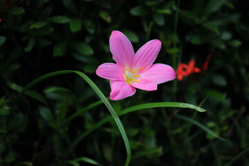 Fototapeta premium A pink lotus flower stands out amidst green leaves, with a yellow stamen in the center contrasting beautifully against the dark background.