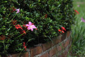 A pink lotus flower stands out amidst green leaves, with a yellow stamen in the center contrasting beautifully against the dark background.