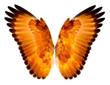 Majestic golden wings spread wide, revealing the delicate beauty and powerful structure of flight.