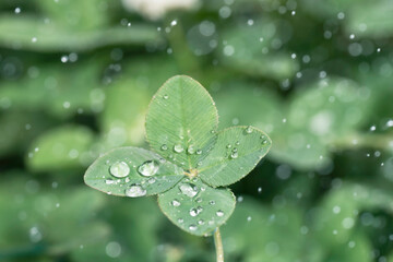 光る雨のしずくと四つ葉のクローバー
