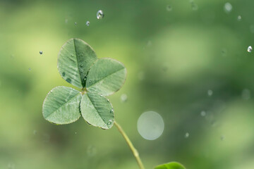 光る雨のしずくと四つ葉のクローバー