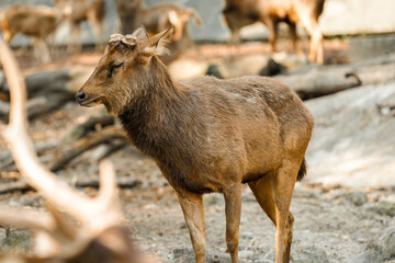Fototapeta premium Deer live in the zoo's forest and eat grass.