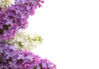 A bouquet of purple and white lilac flowers is isolated on a white background