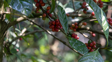 Ripe premium Robusta coffee cherries (Coffea canephora) with vibrant red color, rich in caffeine...