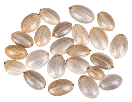 An array of light-toned, translucent botanical elements displays their unique and delicate structures.