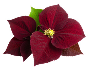 Rich crimson petals and fresh green leaves combine in a striking natural botanical arrangement.
